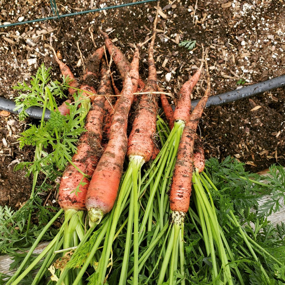 Carrot harvest
