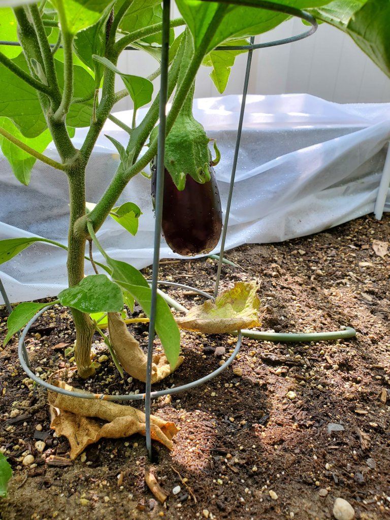 Baby eggplant on plant