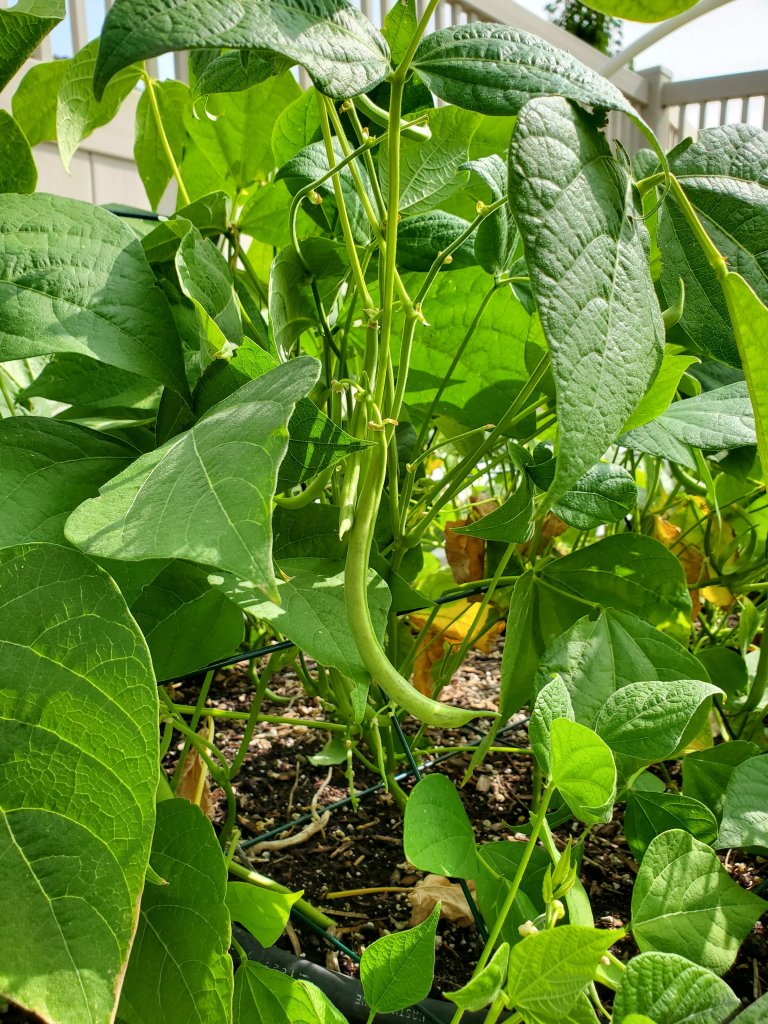 Green beans on the vine